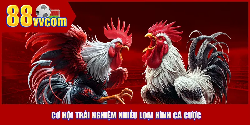 Cơ hội trải nghiệm nhiều loại hình cá cược tại đá gà 88VV