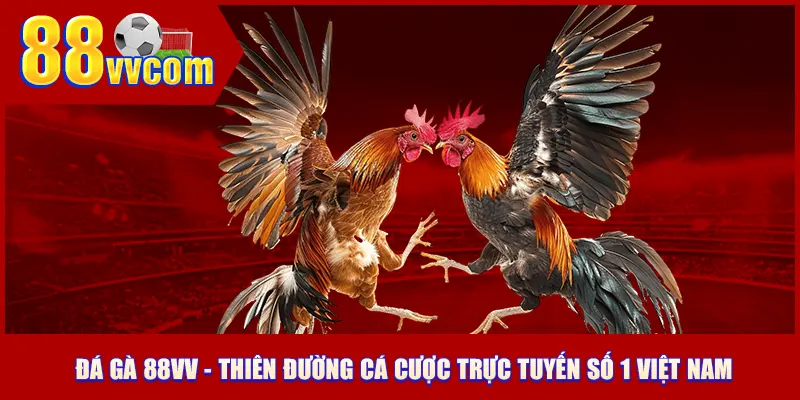 Đá gà 88VV